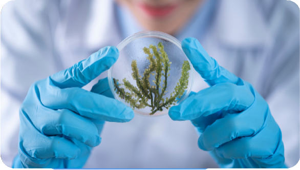 biología ambiental investigaciones Universidad de América